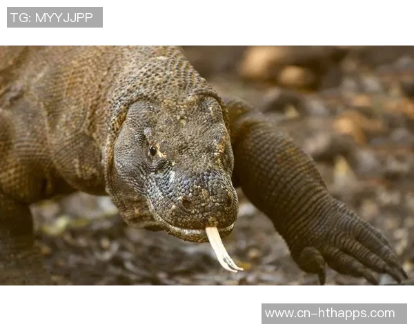 意媒曝菲尔克鲁格客战科莫遭窃房间物品原本无需参赛引发关注